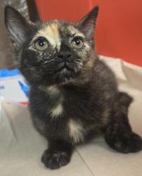 Shelter Stray Female Cat last seen S Lyon Ave & W Annadale Ave, Mendota Zone Fresno CO 1A 93640, CA, 1510 W Dan Ronquillo Dr, Fresno, CA 93706, USA