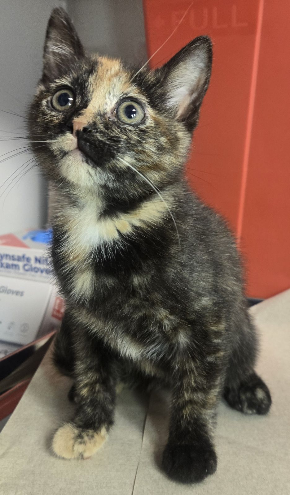 Shelter Stray Female Cat last seen S Lyon Ave & W Annadale Ave, Mendota Zone Fresno CO 1A 93640, CA, 1510 W Dan Ronquillo Dr, Fresno, CA 93706, USA