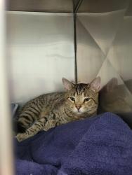 Shelter Stray Male Cat last seen Near Flintlock Circle, Noblesville City, IN, 10501 Hague Rd, Fishers, IN 46038, USA