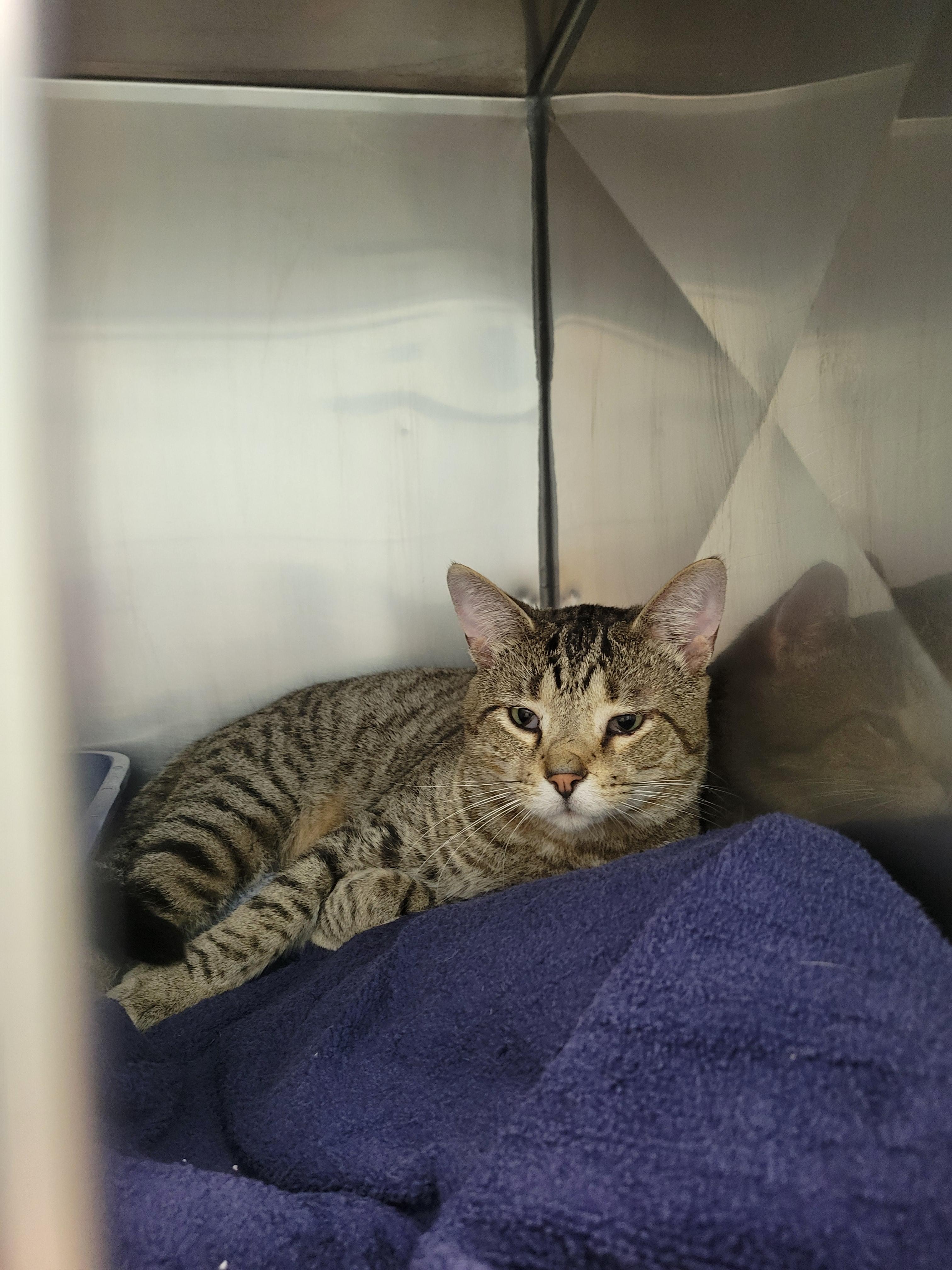 Shelter Stray Male Cat last seen Near Flintlock Circle, Noblesville City, IN, 10501 Hague Rd, Fishers, IN 46038, USA