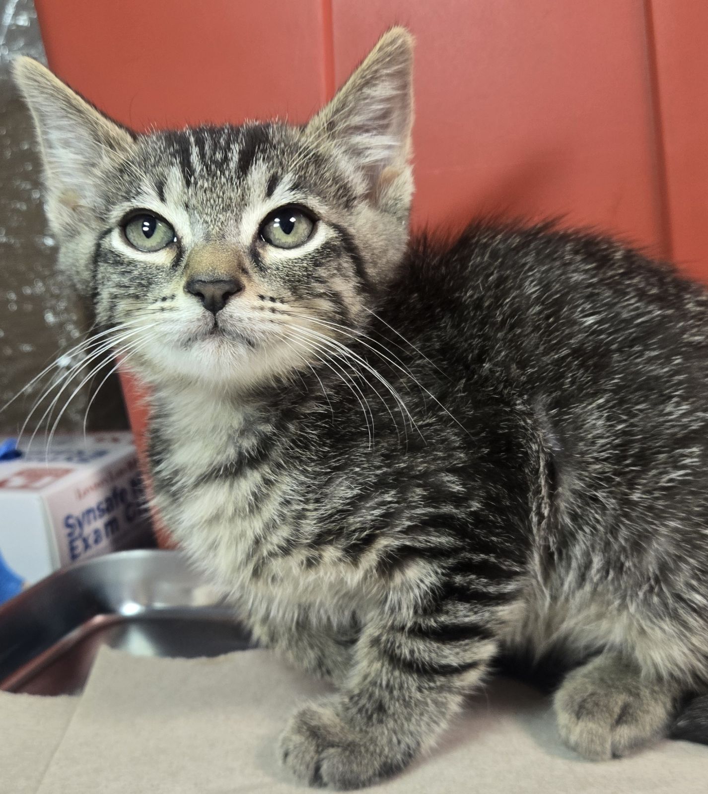 Shelter Stray Female Cat last seen S Lyon Ave & W Annadale Ave, Mendota Zone Fresno CO 1A 93640, CA, 1510 W Dan Ronquillo Dr, Fresno, CA 93706, USA