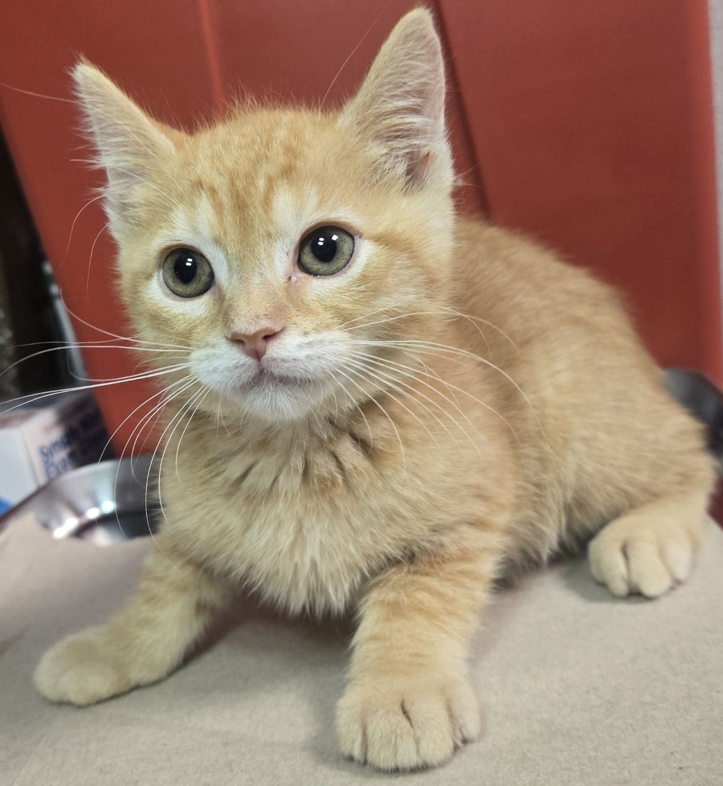 Shelter Stray Male Cat last seen S Lyon Ave & W Annadale Ave, Mendota Zone Fresno CO 1A 93640, CA, 1510 W Dan Ronquillo Dr, Fresno, CA 93706, USA