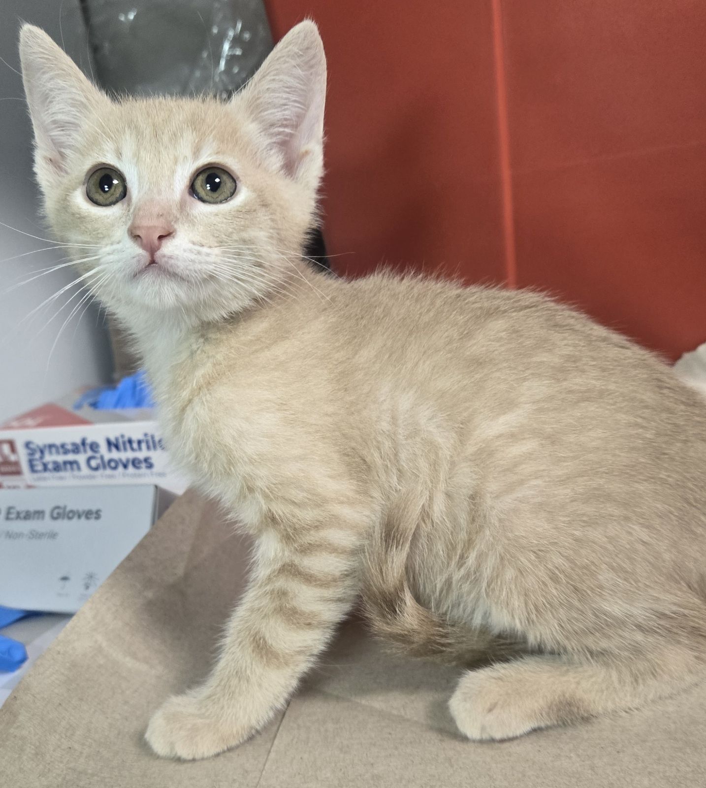 Shelter Stray Male Cat last seen S Lyon Ave & W Annadale Ave, Mendota Zone Fresno CO 1A 93640, CA, 1510 W Dan Ronquillo Dr, Fresno, CA 93706, USA