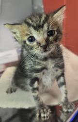 Shelter Stray Male Cat last seen Near w Dan Ronquillo Dr, FHAS (On Site), CA, 1510 W Dan Ronquillo Dr, Fresno, CA 93706, USA