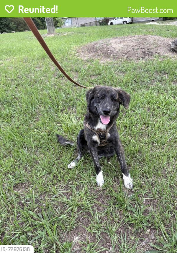 Reunited Female Dog last seen Hwy 138 & Mosley, Stockbridge, GA 30273
