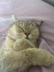 Lost Female Cat last seen Norwood , Sacramento, CA 95838