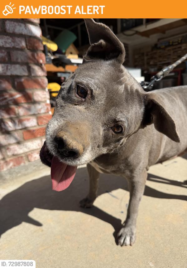 Found/Stray Female Dog last seen Jacumba construction site , Jacumba Hot Springs, CA 91934