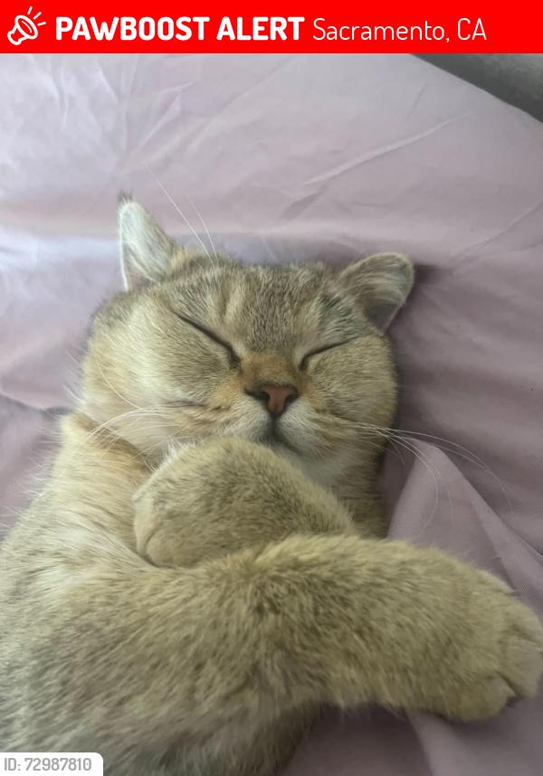 Lost Female Cat last seen Norwood , Sacramento, CA 95838