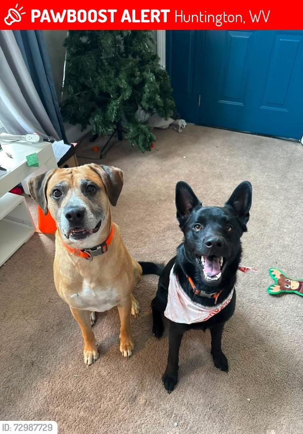 Lost Male Dog last seen By the tracks between guyandotte and special metals, Huntington, WV 25702