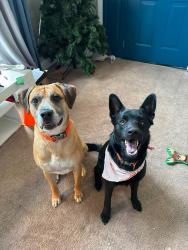 Lost Male Dog last seen By the tracks between guyandotte and special metals, Huntington, WV 25702