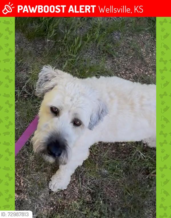 Lost Female Dog last seen E. 6th and Pine Street, Wellsville, KS 66092