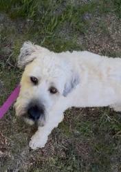 Lost Female Dog last seen E. 6th and Pine Street, Wellsville, KS 66092