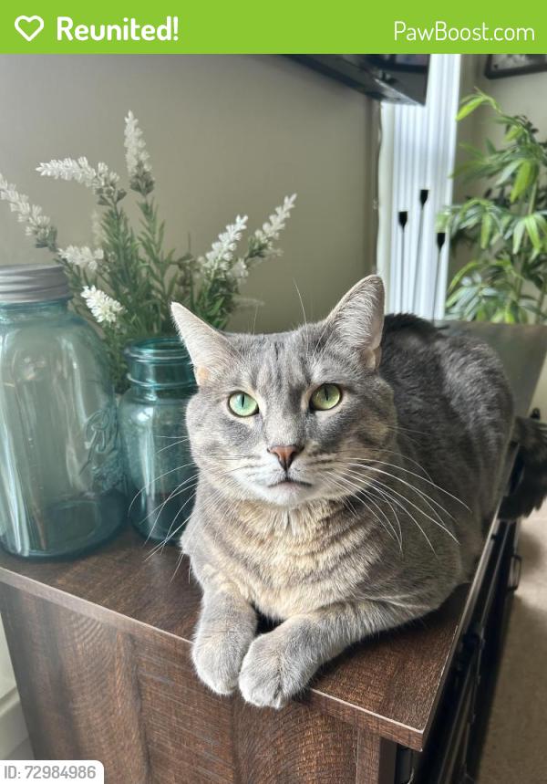 Reunited Male Cat last seen near Remington and morning mist subdivisions , Simpsonville, SC 29680