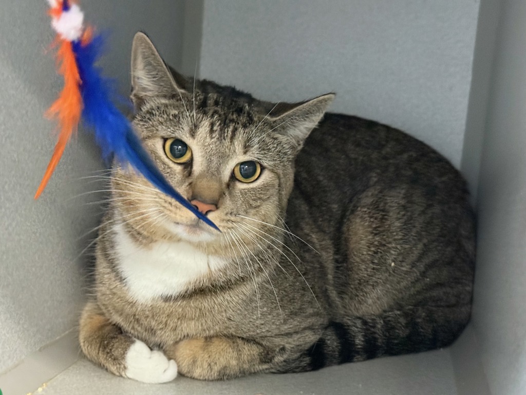 Shelter Stray Male Cat last seen NEW YORK, NY, 10029, 326 E 110th St, New York, NY 10029, USA