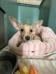 Shelter Stray Male Dog last seen Melrose Avenue, BRONX, NY, 10451, 326 E 110th St, New York, NY 10029, USA