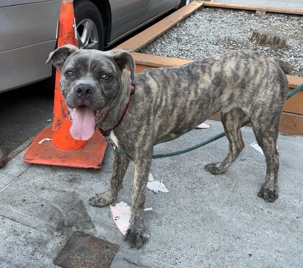 Shelter Stray Male Dog last seen E 112 Street, NEW YORK, NY, 10029, 326 E 110th St, New York, NY 10029, USA
