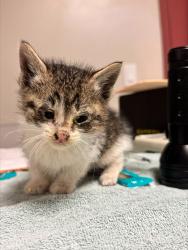 Shelter Stray Male Cat last seen Near 68th Avenue, OAKLAND, CA, 94605, 8323 Baldwin St, Oakland, CA 94621, USA