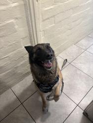 Lost Male Dog last seen Park st Indio, Indio, CA 92201
