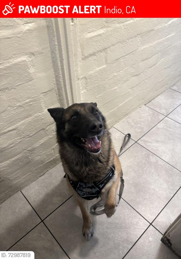 Lost Male Dog last seen Park st Indio , Indio, CA 92201