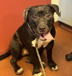 Shelter Stray Female Dog last seen Near Leonand Drive, SAN LEANDRO, CA, 94577, 8323 Baldwin St, Oakland, CA 94621, USA