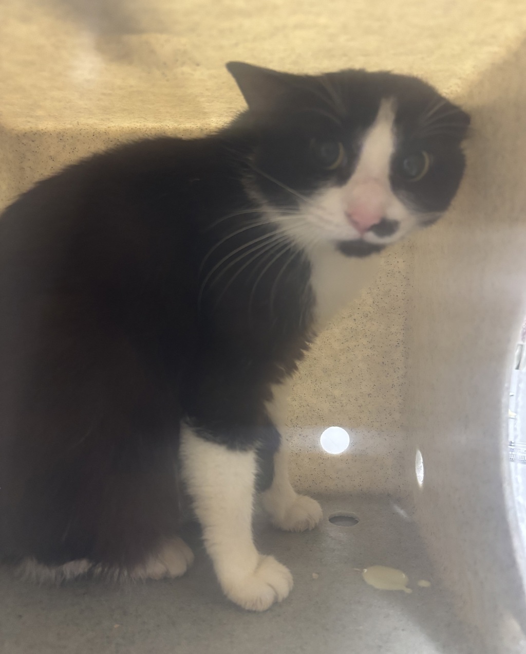 Shelter Stray Unknown Cat last seen Near Highway, Bremerton, WA, 98311, 9167 Dickey Rd NW, Silverdale, WA 98383, USA