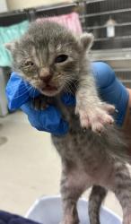 Shelter Stray Male Cat last seen Kitsap Way, Bremerton, WA, 98312, 9167 Dickey Rd NW, Silverdale, WA 98383, USA