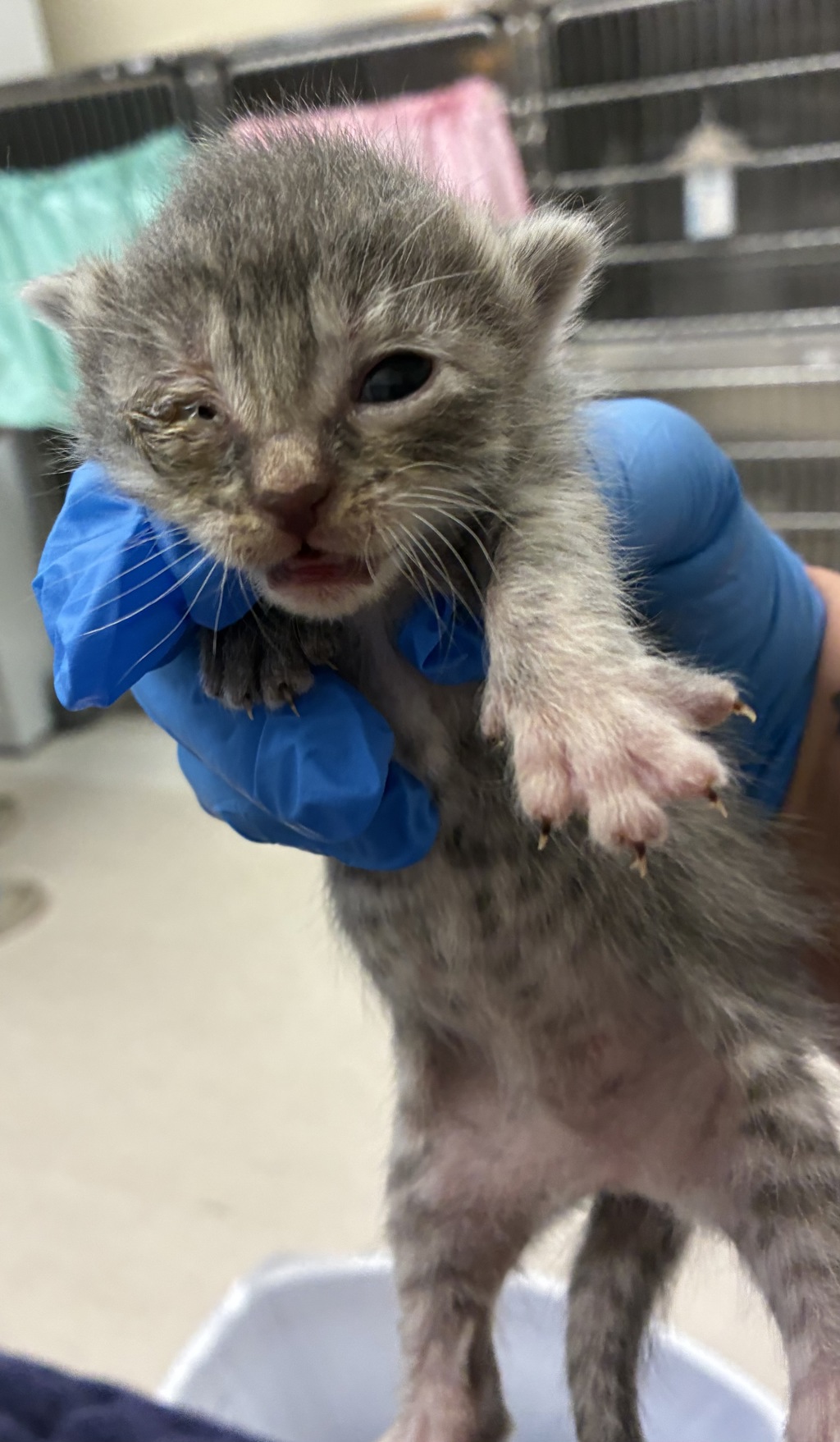 Shelter Stray Male Cat last seen Kitsap Way, Bremerton, WA, 98312, 9167 Dickey Rd NW, Silverdale, WA 98383, USA