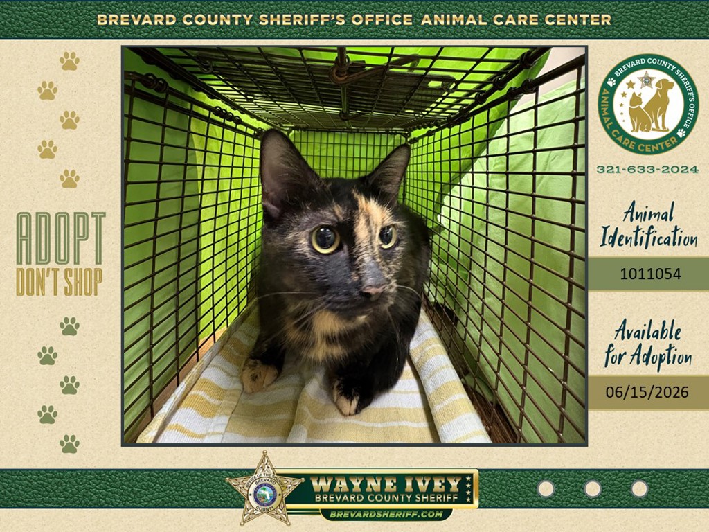 Shelter Stray Female Cat last seen Near Mangrove Drive, MERRITT ISLAND, FL, 32953, 5100 W Eau Gallie Blvd, Melbourne, FL 32934, USA