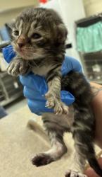 Shelter Stray Female Cat last seen Kitsap Way, Bremerton, WA, 98312, 9167 Dickey Rd NW, Silverdale, WA 98383, USA