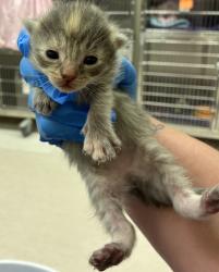 Shelter Stray Female Cat last seen Kitsap Way, Bremerton, WA, 98312, 9167 Dickey Rd NW, Silverdale, WA 98383, USA