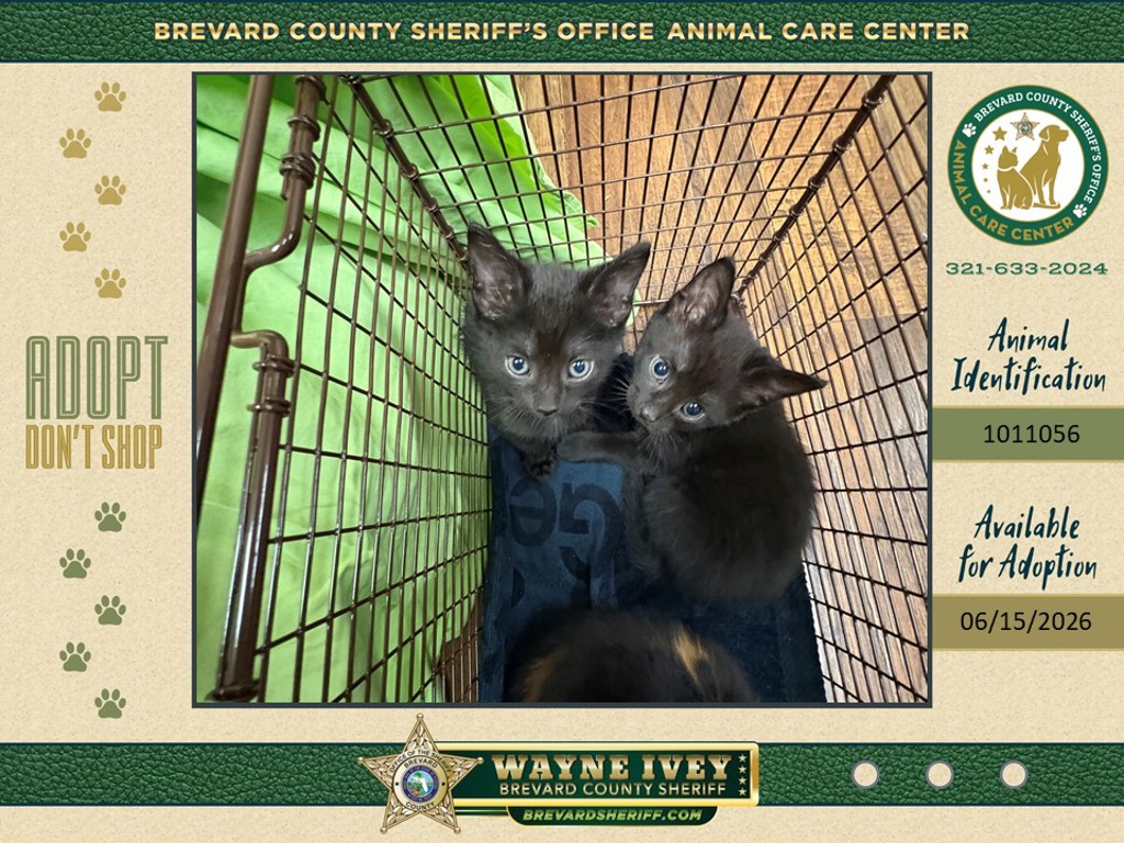 Shelter Stray Female Cat last seen Near Mangrove Drive, MERRITT ISLAND, FL, 32953, 5100 W Eau Gallie Blvd, Melbourne, FL 32934, USA