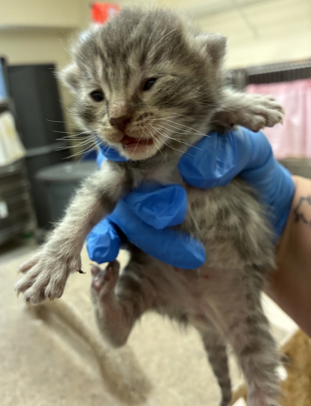 Shelter Stray Male Cat last seen Kitsap Way, Bremerton, WA, 98312, 9167 Dickey Rd NW, Silverdale, WA 98383, USA