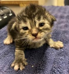 Shelter Stray Female Cat last seen Kitsap Way, Bremerton, WA, 98312, 9167 Dickey Rd NW, Silverdale, WA 98383, USA