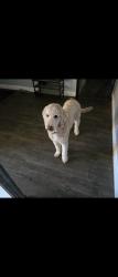 Reunited Male Dog last seen Near Granite Ave, Riverside, CA 92508, USA, Riverside, CA 92508