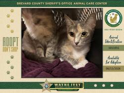 Shelter Stray Female Cat last seen Near Japonica Lane, COCOA, FL, 32922, 5100 W Eau Gallie Blvd, Melbourne, FL 32934, USA
