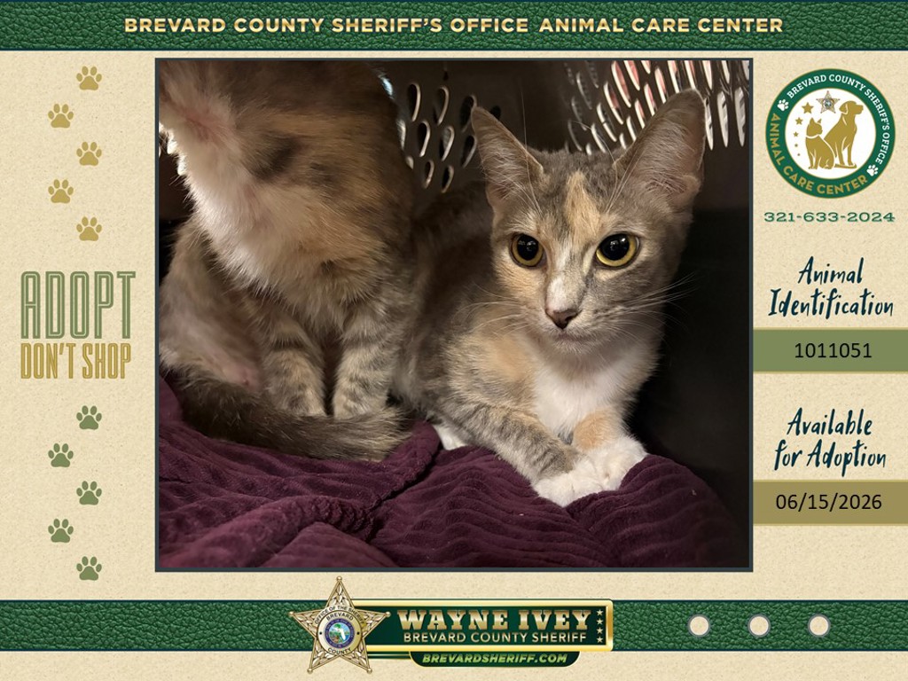 Shelter Stray Female Cat last seen Near Japonica Lane, COCOA, FL, 32922, 5100 W Eau Gallie Blvd, Melbourne, FL 32934, USA