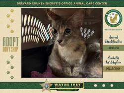 Shelter Stray Female Cat last seen Near Japonica Lane, COCOA, FL, 32922, 5100 W Eau Gallie Blvd, Melbourne, FL 32934, USA