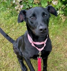 Shelter Stray Female Dog last seen ADOPTION RETURN, OR, 1700 W Historic Columbia River Hwy, Troutdale, OR 97060, USA