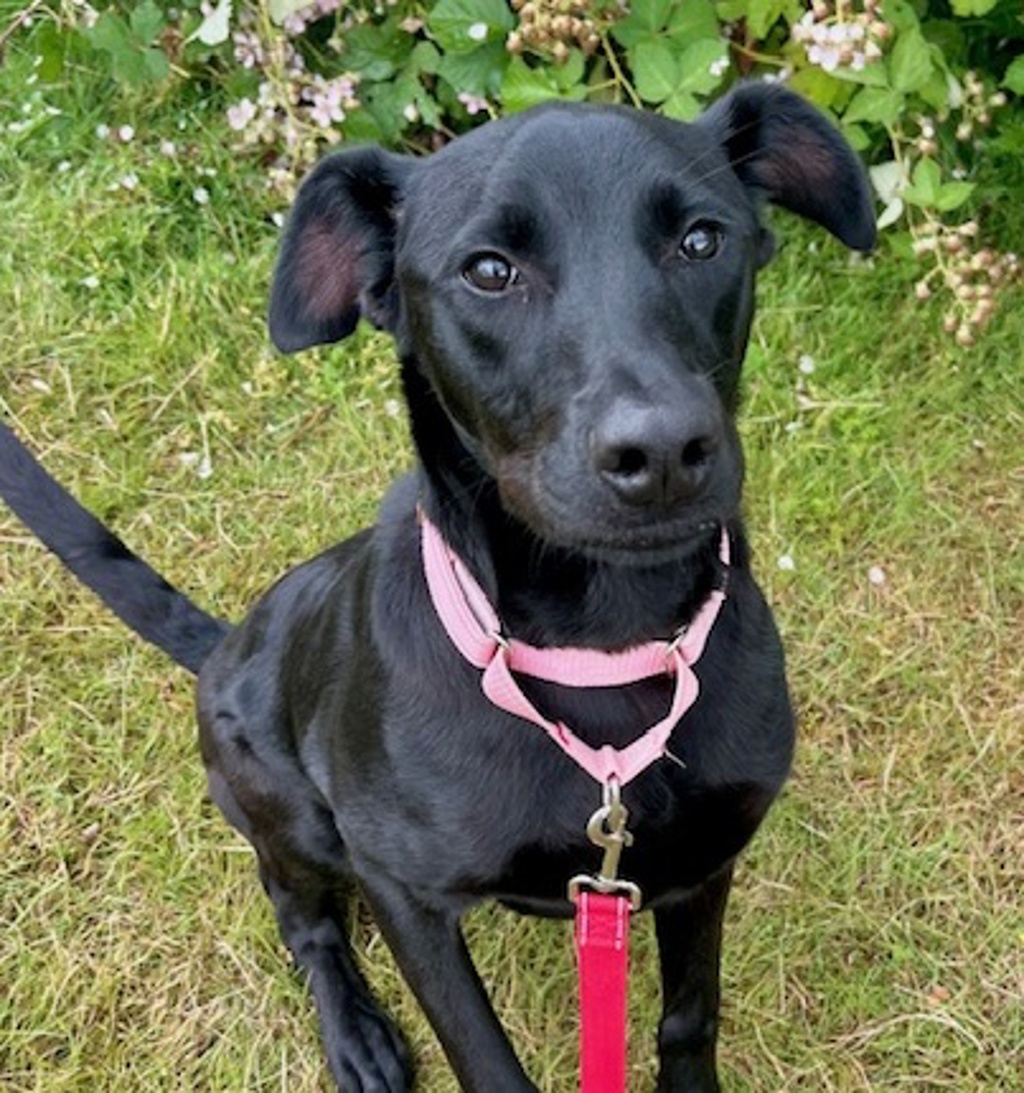 Shelter Stray Female Dog last seen ADOPTION RETURN, OR, 1700 W Historic Columbia River Hwy, Troutdale, OR 97060, USA
