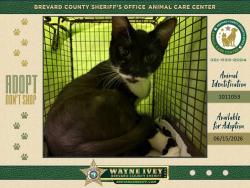 Shelter Stray Female Cat last seen Near Japonica Lane, COCOA, FL, 32922, 5100 W Eau Gallie Blvd, Melbourne, FL 32934, USA