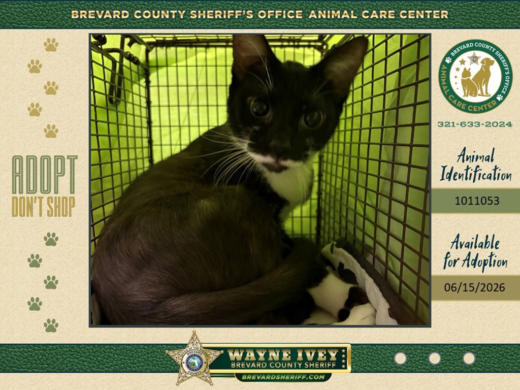 Shelter Stray Female Cat last seen Near Japonica Lane, COCOA, FL, 32922, 5100 W Eau Gallie Blvd, Melbourne, FL 32934, USA