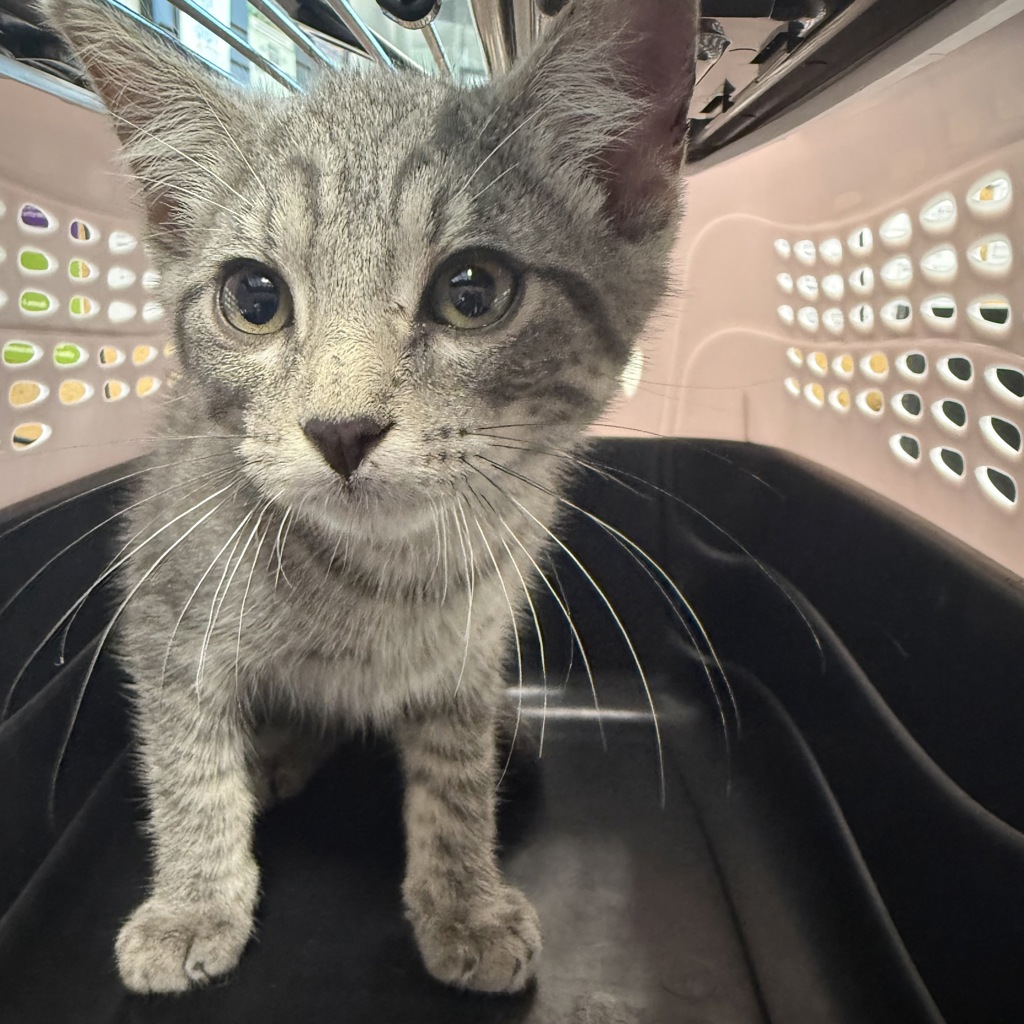 Shelter Stray Unknown Cat last seen Near SE Laurel Street, WAUKEE, IA, 50263, Des Moines, IA 50313