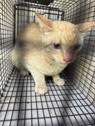 Shelter Stray Unknown Cat last seen Near Lilly Street, LAFAYETTE, LA, 70501, 410 Dugas Rd, Lafayette, LA 70507, USA