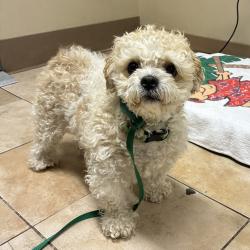 Shelter Stray Male Dog last seen NE 238th and Sandy, TROUTDALE, OR, 97060, 1700 W Historic Columbia River Hwy, Troutdale, OR 97060, USA