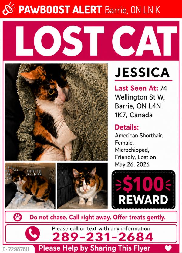 Lost Female Cat last seen Wellington and Thomson, Barrie, ON L4N 1K7