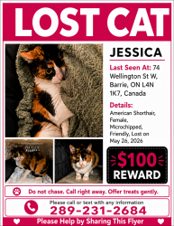Lost Female Cat last seen Wellington and Thomson, Barrie, ON L4N 1K7