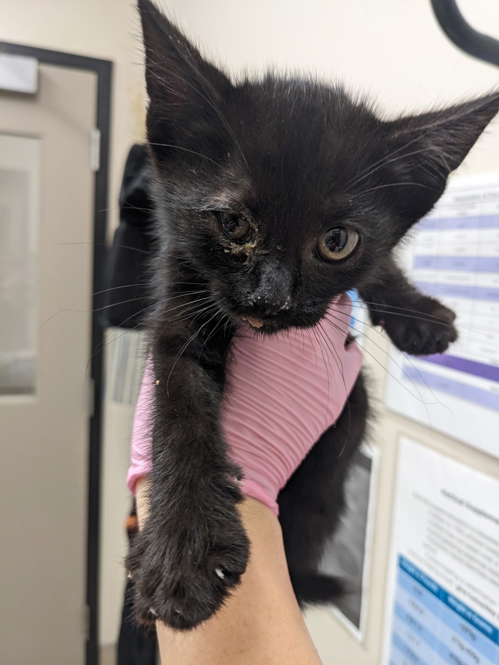 Shelter Stray Male Cat last seen Near North 94 east interchange, La Mesa, CA, 91941, El Cajon, CA 92020, USA