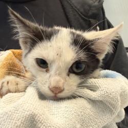 Shelter Stray Male Cat last seen Near Coronado Avenue, San Diego, CA, 92154, 5500 Gaines St, San Diego, CA 92110, USA