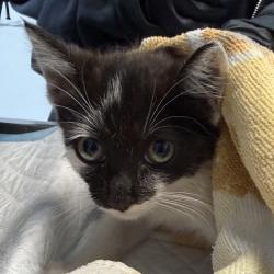Shelter Stray Female Cat last seen Near Coronado Avenue, San Diego, CA, 92154, 5500 Gaines St, San Diego, CA 92110, USA