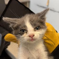 Shelter Stray Male Cat last seen Near Coronado Avenue, San Diego, CA, 92154, 5500 Gaines St, San Diego, CA 92110, USA